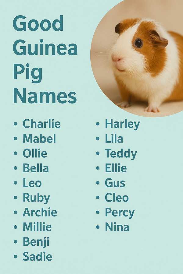 Good Guinea Pig Names