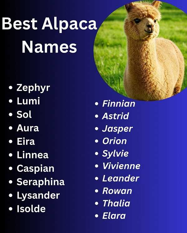 Best Alpaca Names