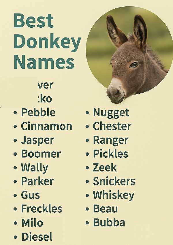Best Donkey Names