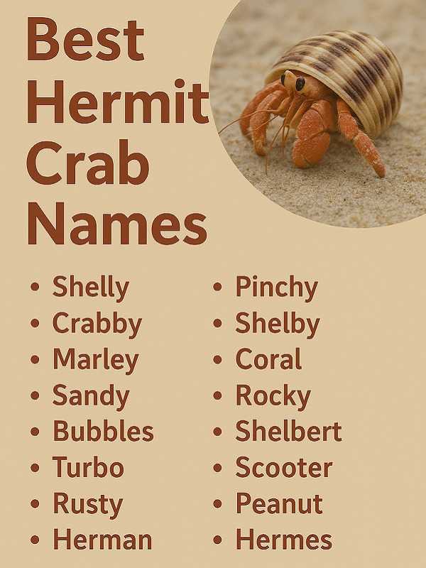 Best Hermit Crab Names