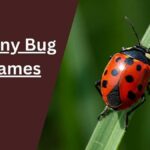 Bug Names