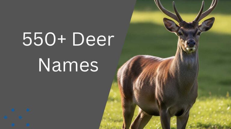 Deer Names