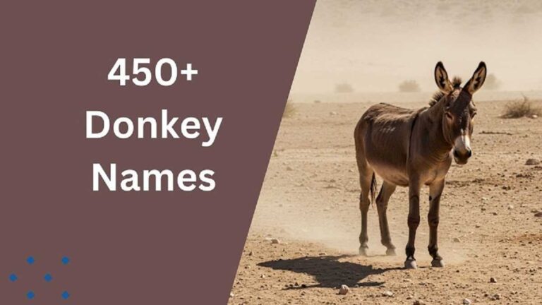 Donkey Names
