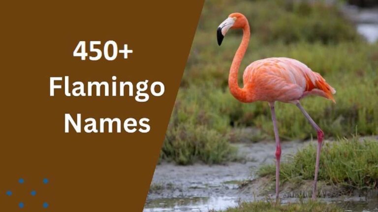 Flamingo Names