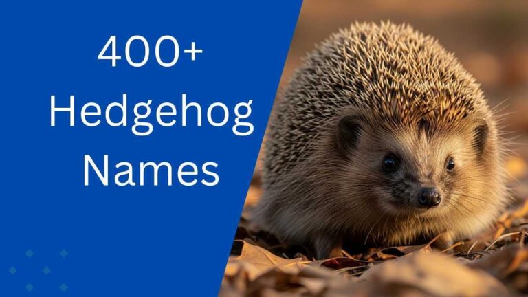 Hedgehog Names