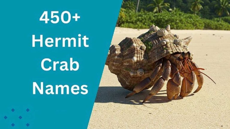 Hermit Crab