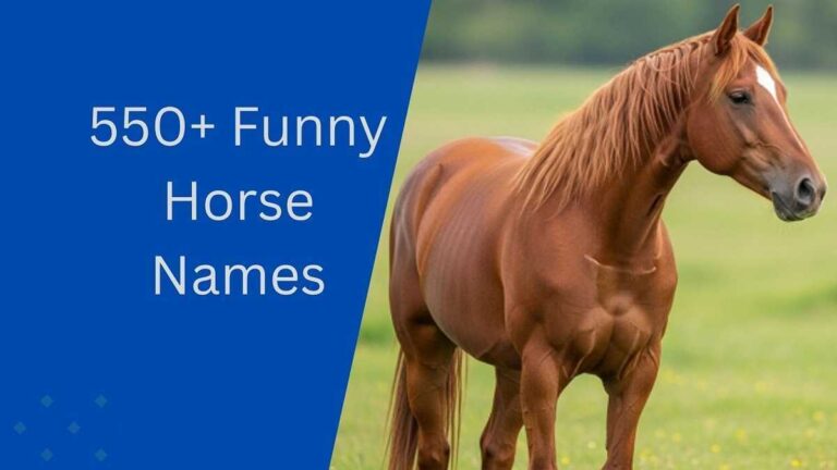 Horse Names