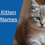 Kitten Male Names