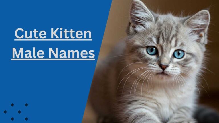 Kitten Male Names