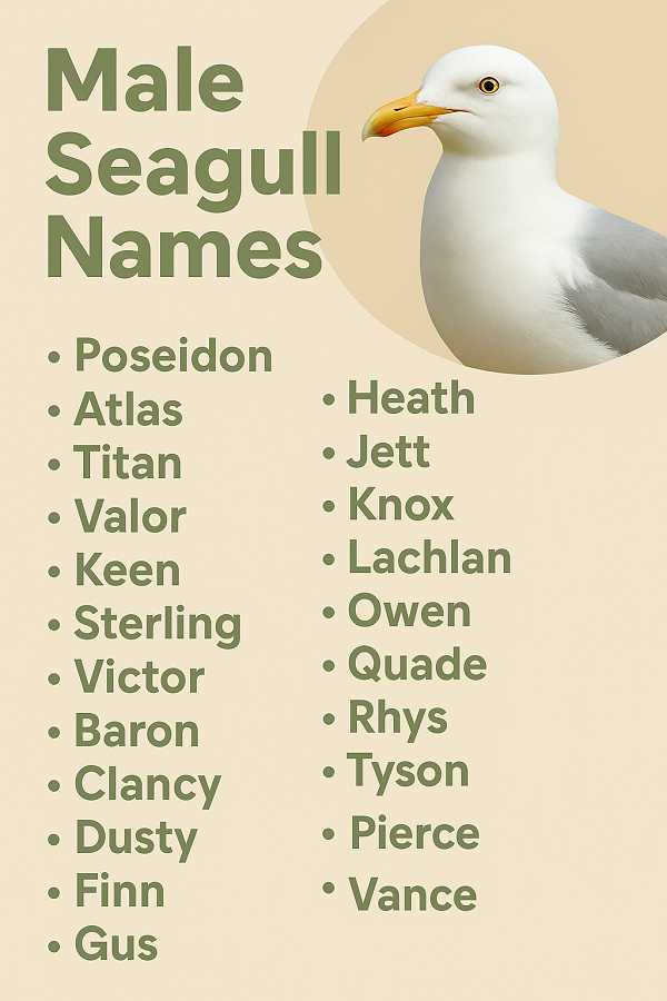 Male Seagull Names