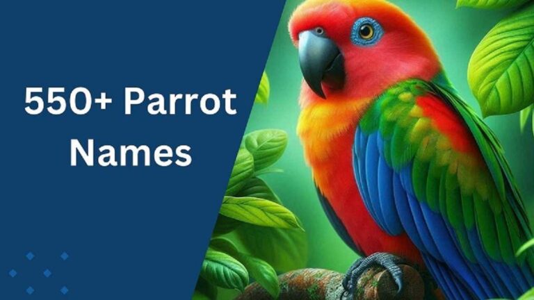 Parrot Names