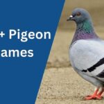 Pigeon Names