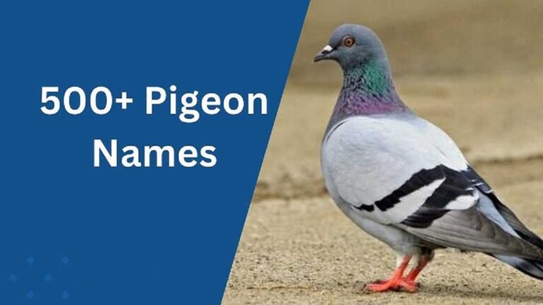 Pigeon Names