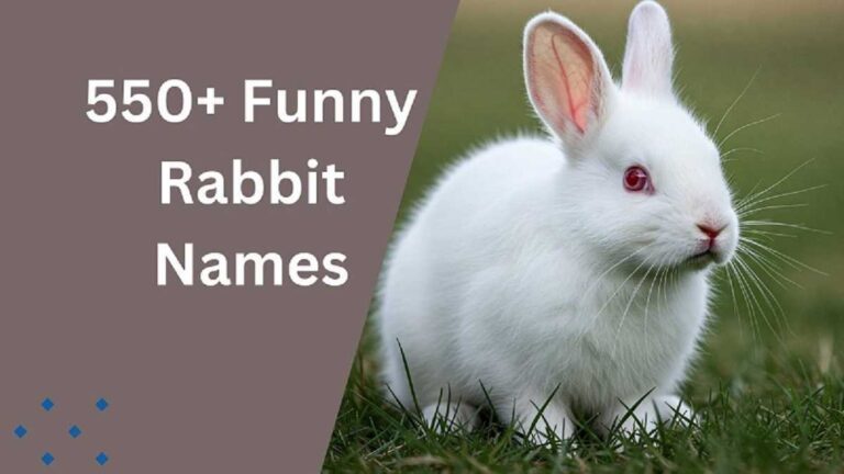 Rabbit Names