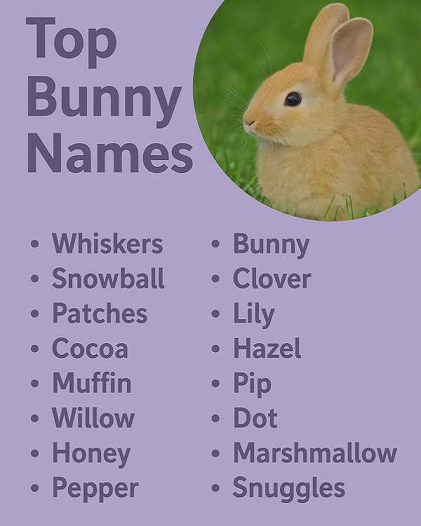 Top Bunny Names