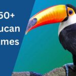 Toucan Names