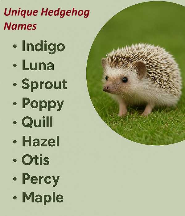 Unique Hedgehog Names