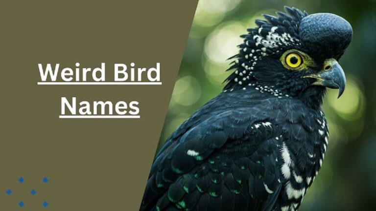Weird Bird Names