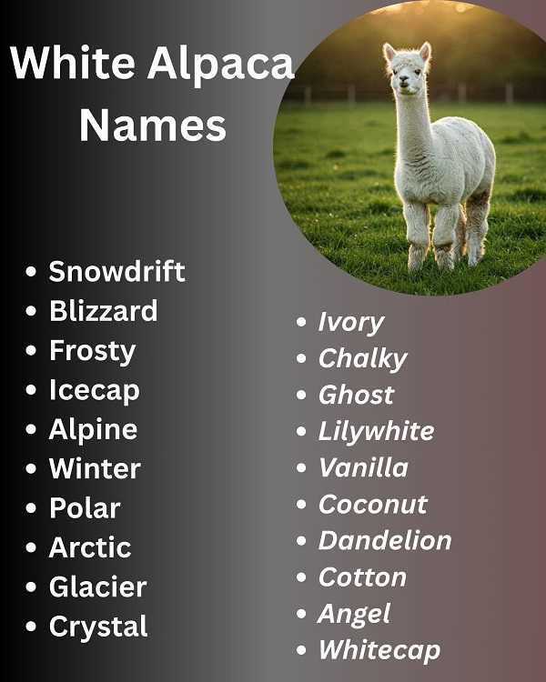 White Alpaca Names