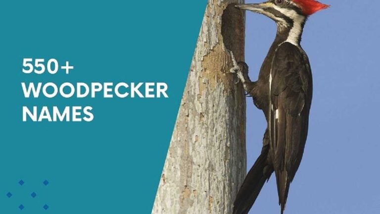 Woodpecker-Names