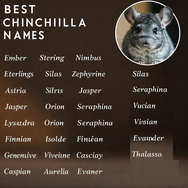 Best Chinchilla Names
