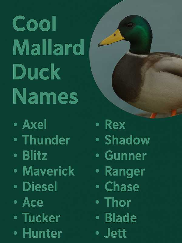 Cool Mallard Duck Names