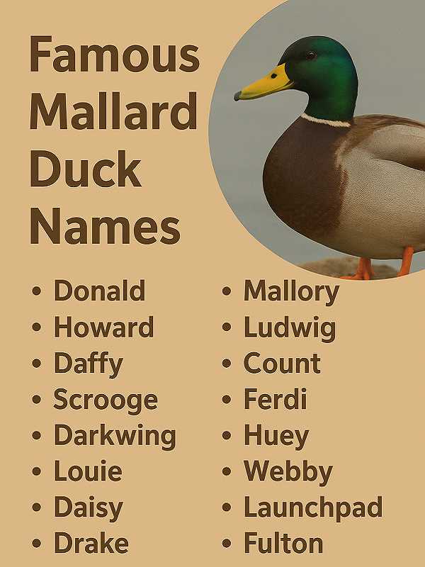 Famous Mallard Duck Names