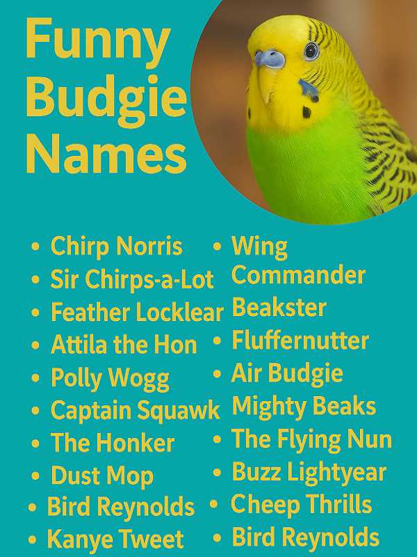 Funny Budgie Names