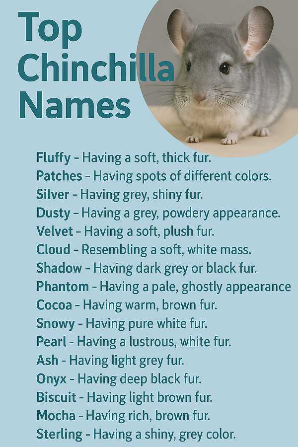 Top Chinchilla Names