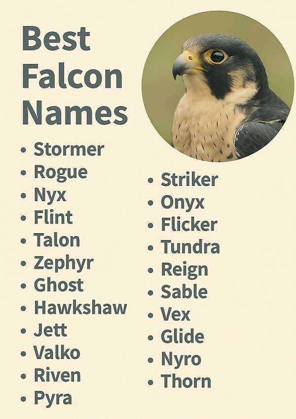 Best Falcon Names