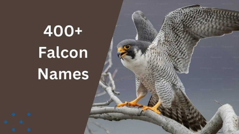 Falcon Names