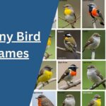 Funny Bird Names