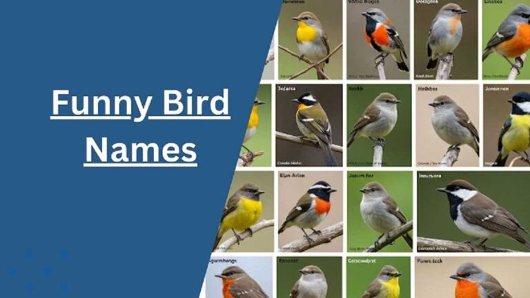 Funny Bird Names
