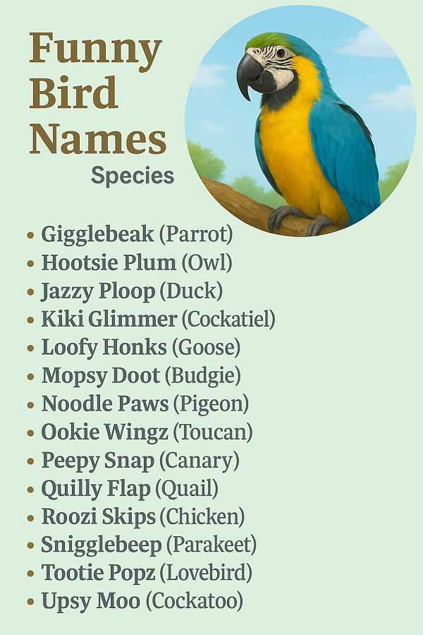Funny Bird Names Species