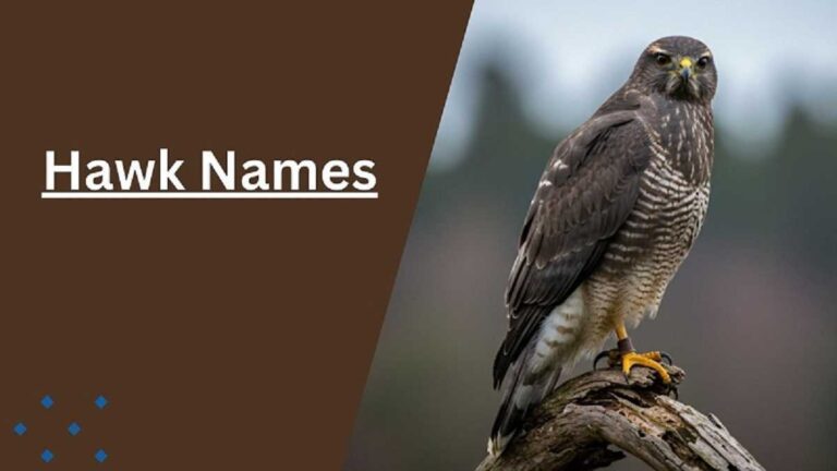 Hawk Names