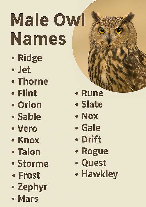 Male Owl Names