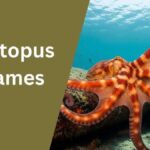 Octopus Names